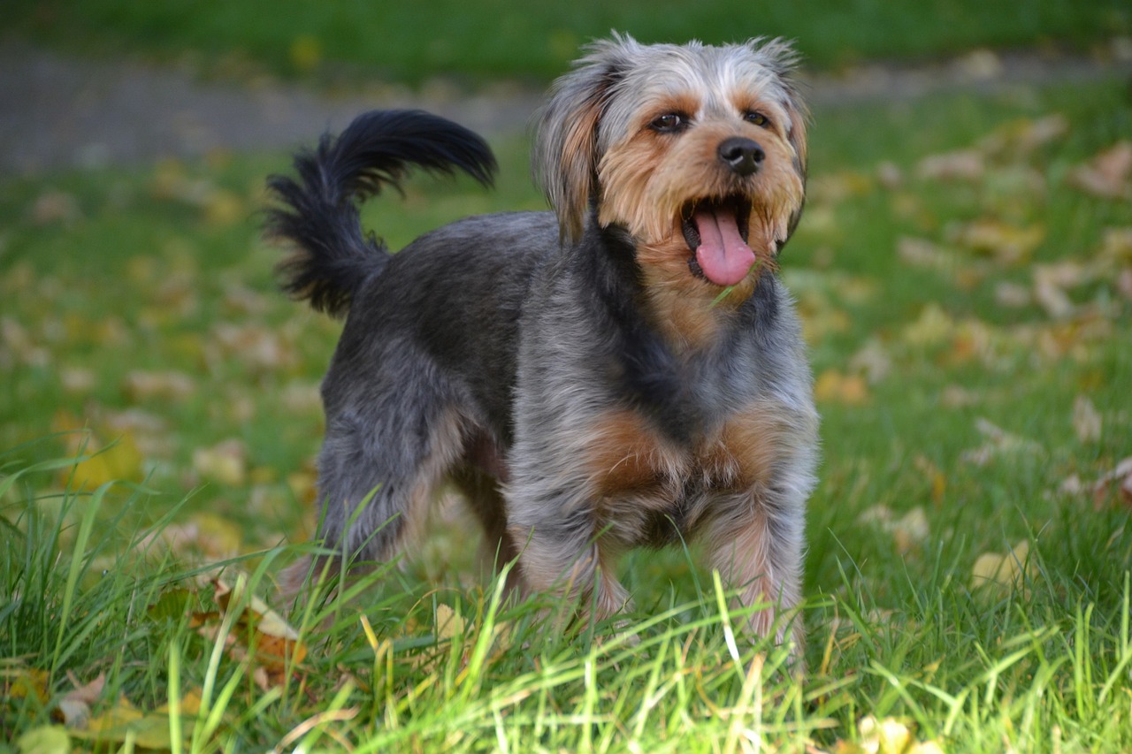 The Characteristics of the Dachshund - Fun Facts and Care Tips